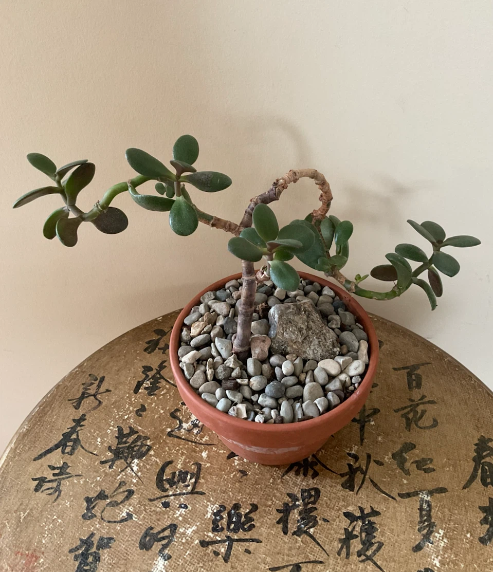 Windswept Jade Bonsai - photo 3