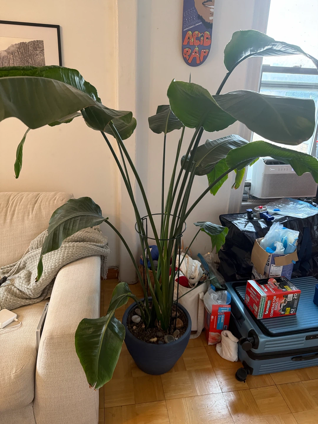 Large Bird of Paradise Plant