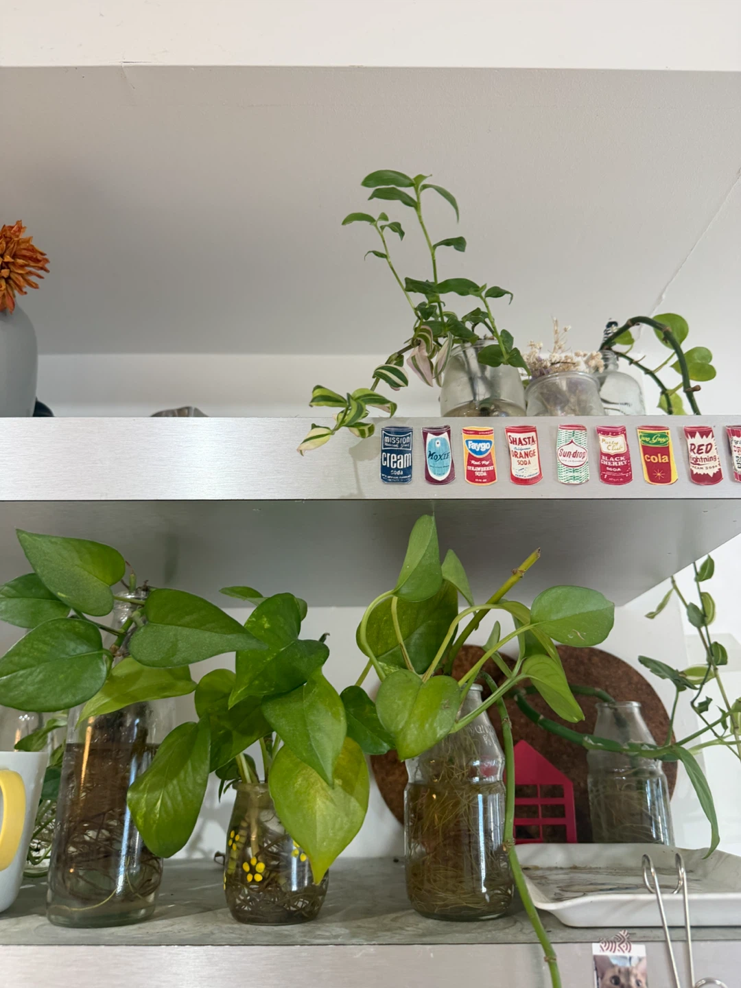 Pothos Plant Cutting in Macrame Hanger