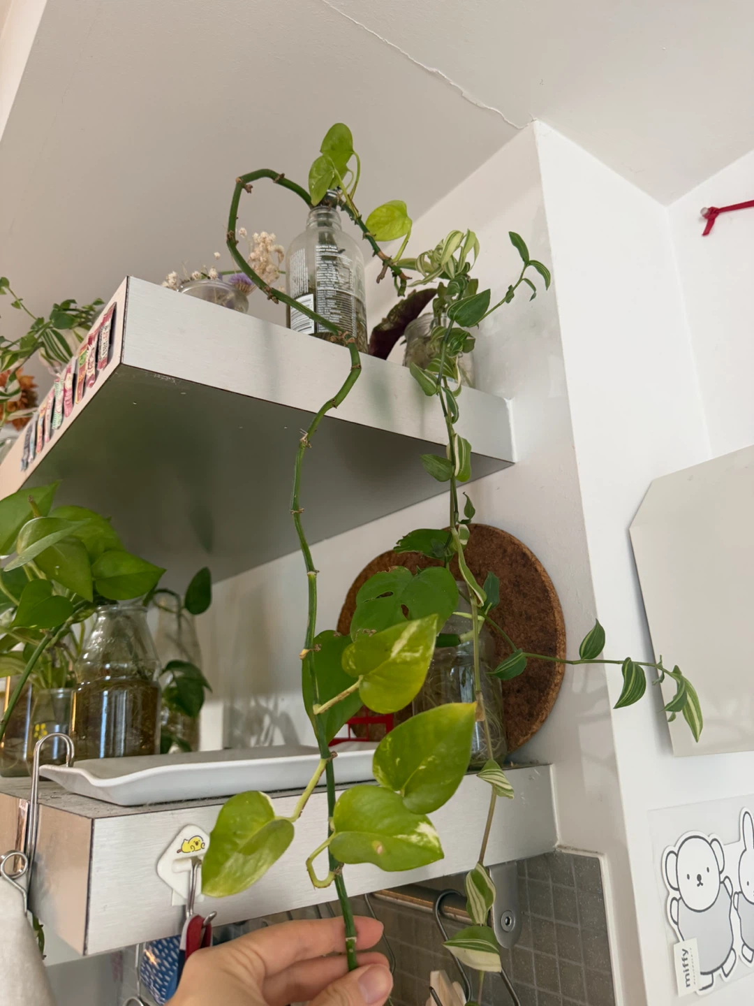 Pothos Plant Cutting in Macrame Hanger - photo 2