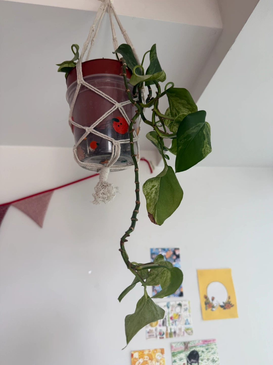 Pothos Plant Cutting in Macrame Hanger - photo 3