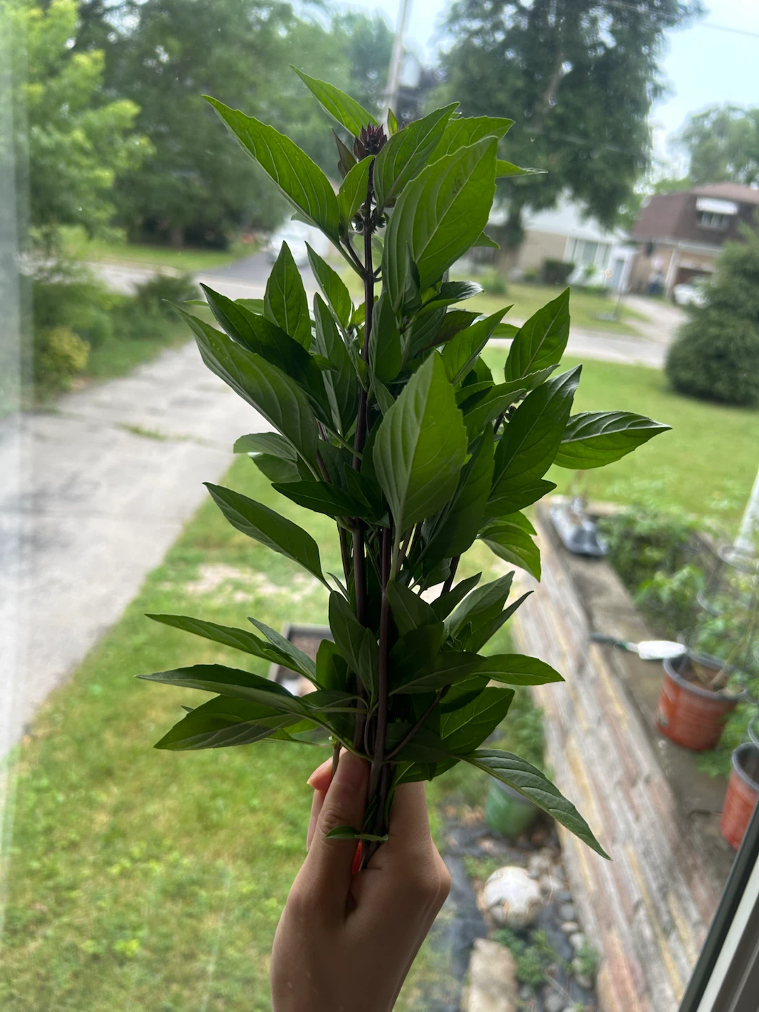 Fresh Basil Bunch