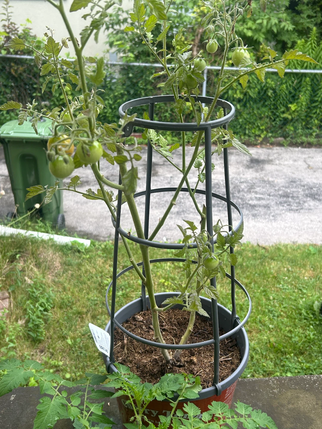 Tomato Plant in Pot with Cage