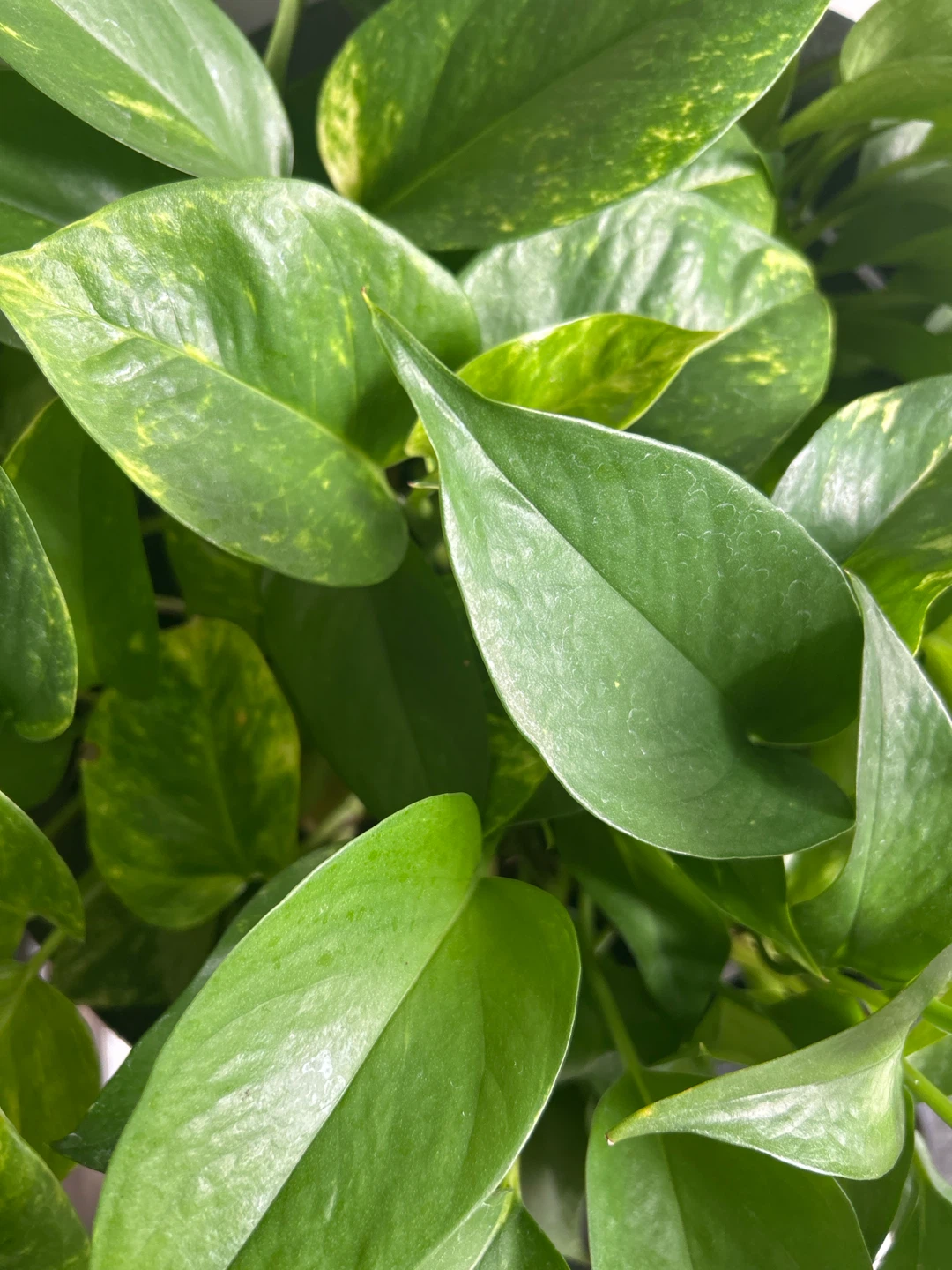 Pothos Plant - photo 4