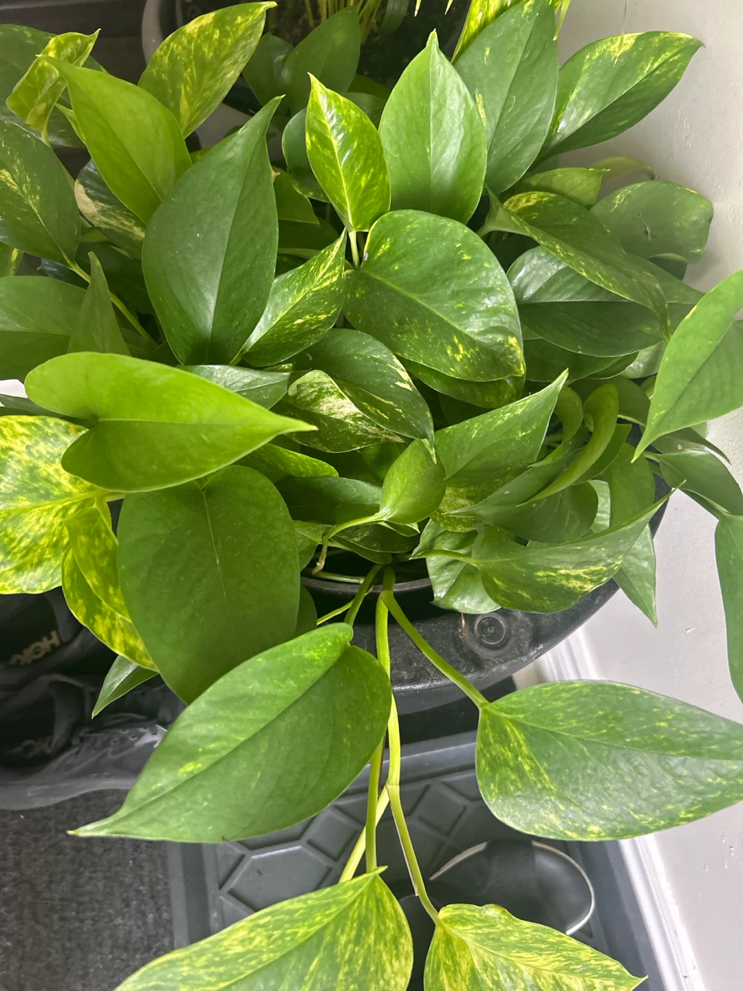 Pothos Plant - photo 5