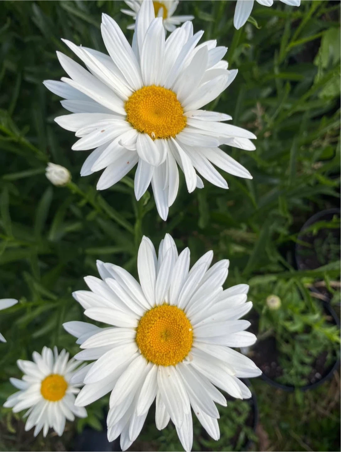 Shasta daisy perennial - photo 2