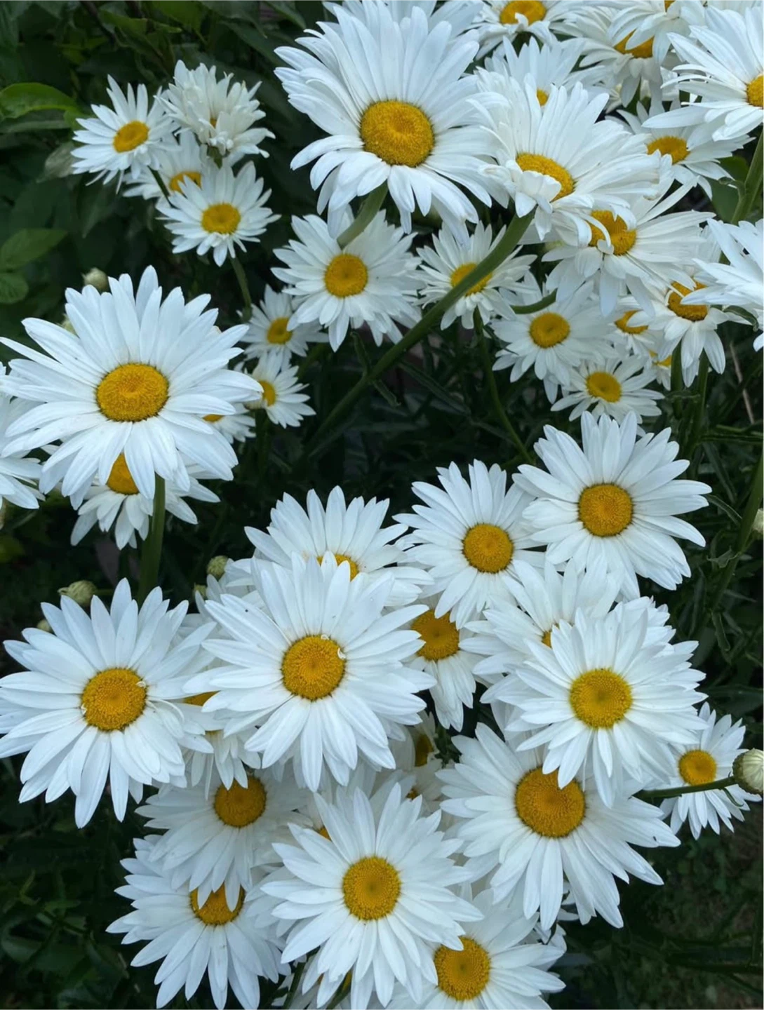 Shasta daisy perennial