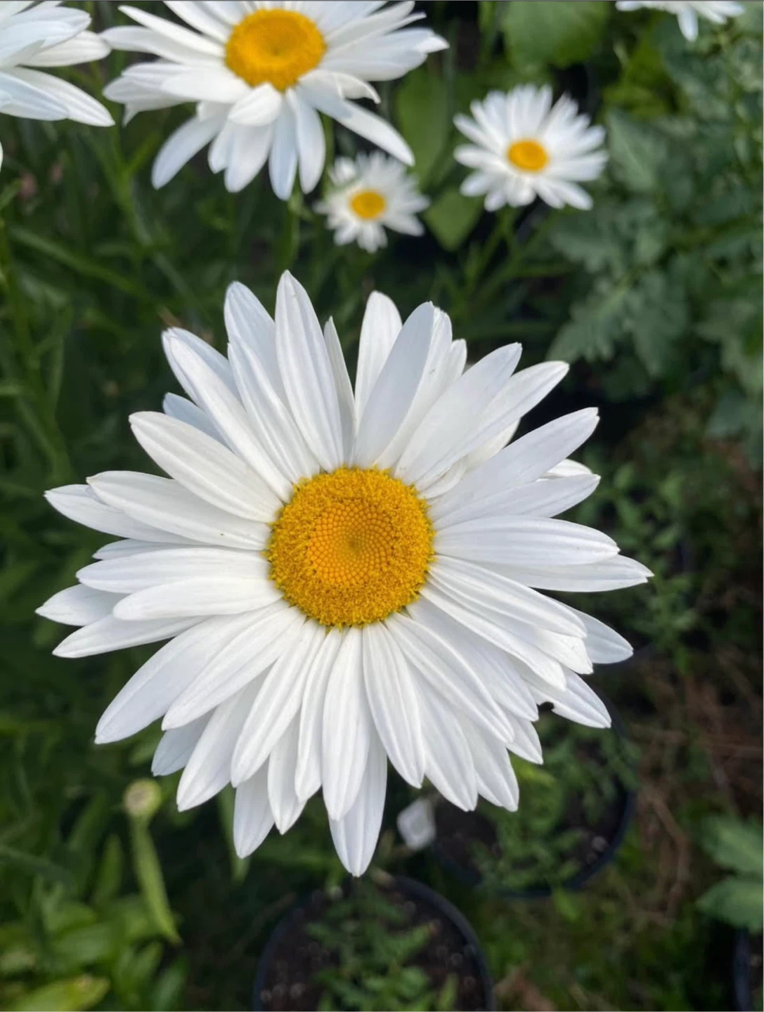 Shasta daisy perennial - photo 3