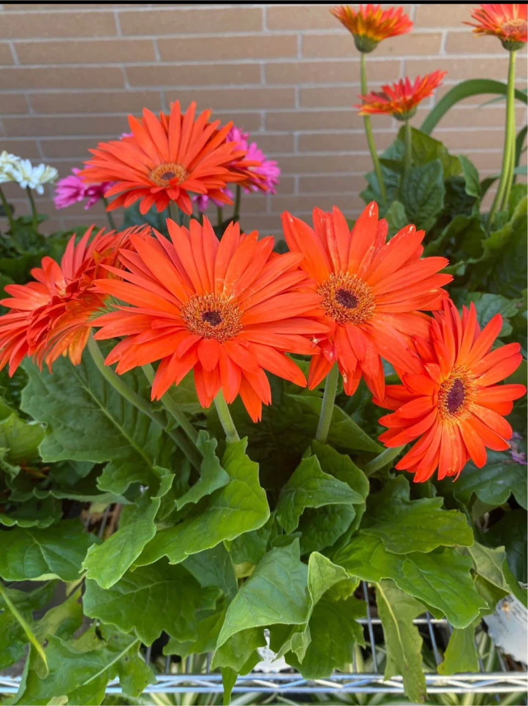 Assorted Gerbera Daisy Plants - photo 2
