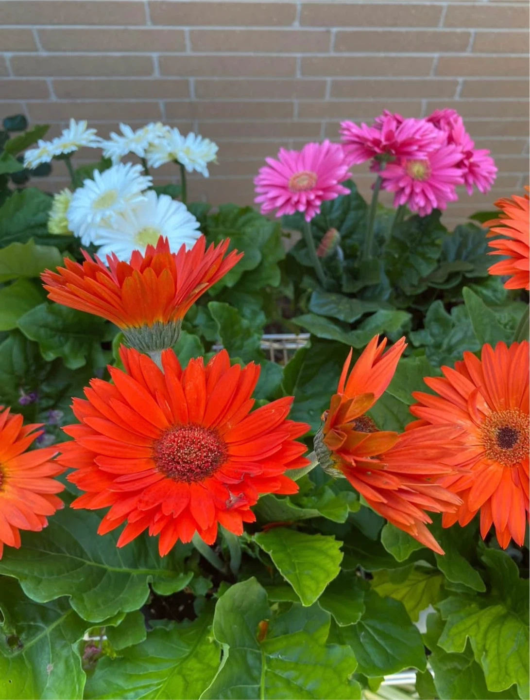 Assorted Gerbera Daisy Plants