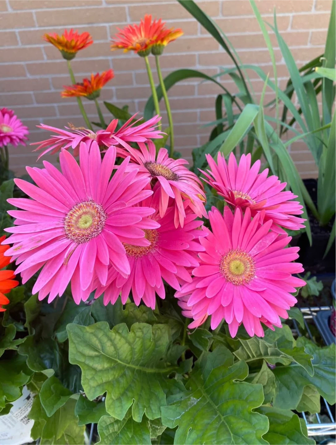 Assorted Gerbera Daisy Plants - photo 3