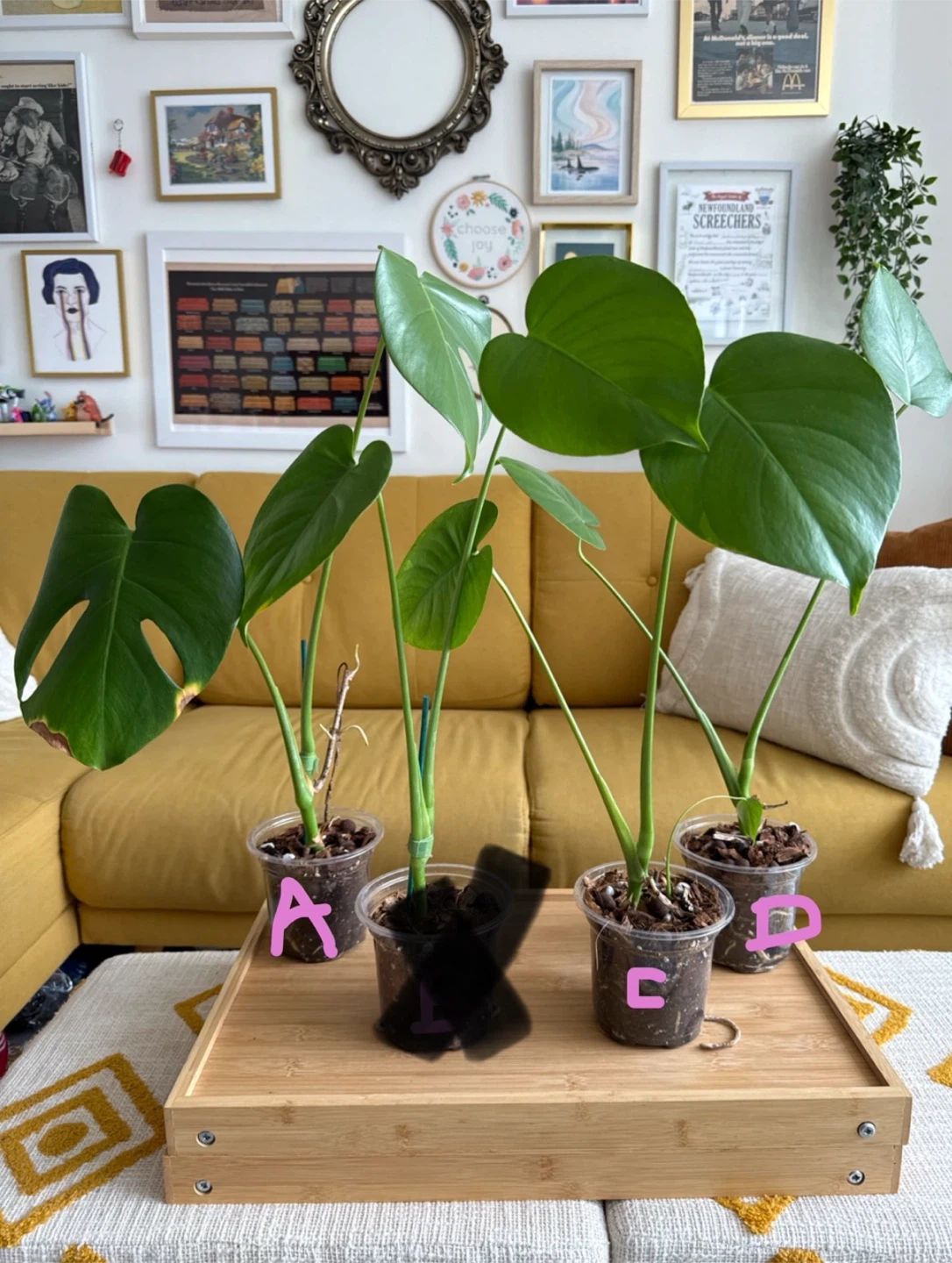 Starter Monstera Deliciosa Plants