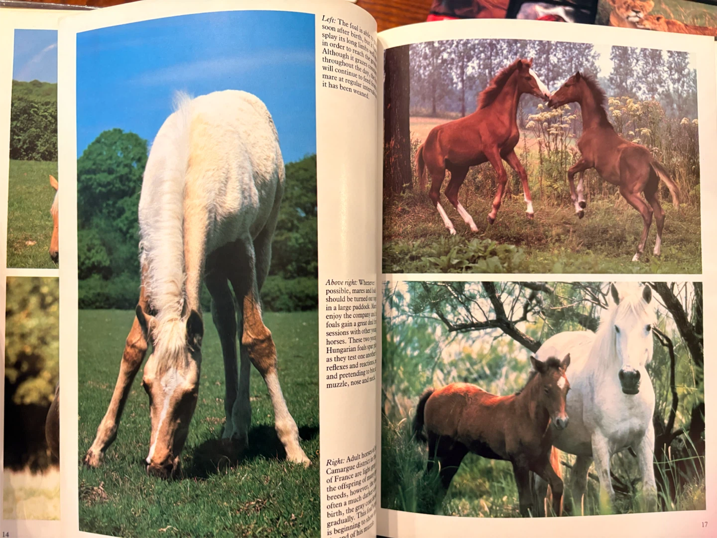 Animal books - photo 4