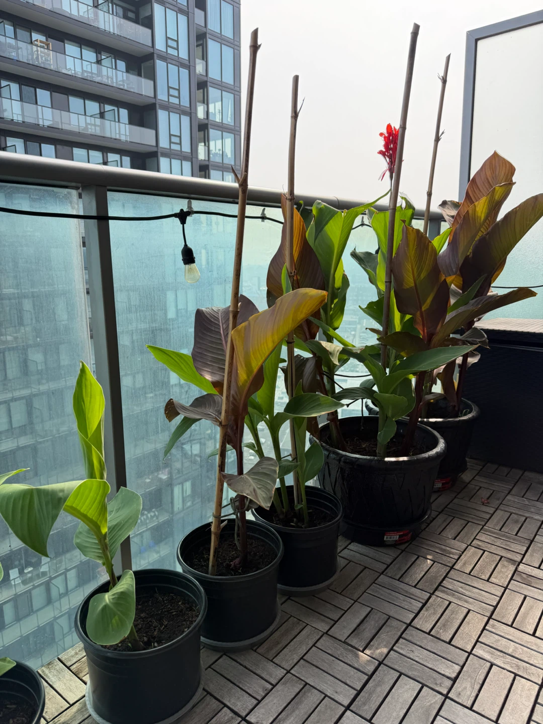 Canna Lilly Plant - photo 2