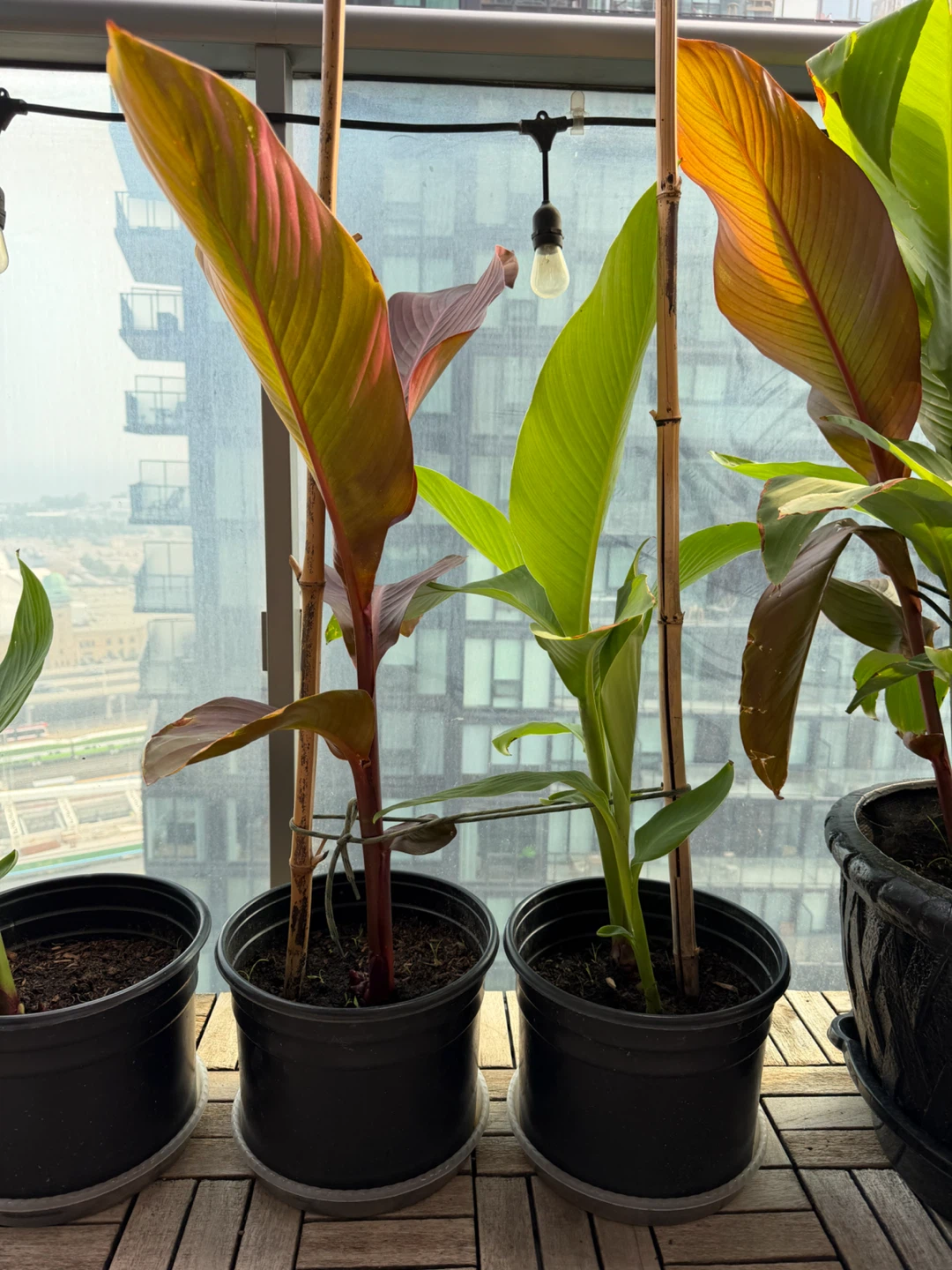 Canna Lilly Plant - photo 3