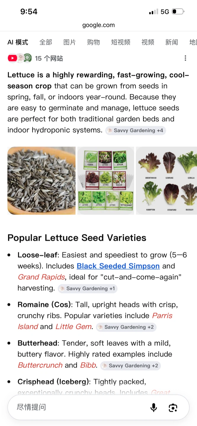 Lettuce plant