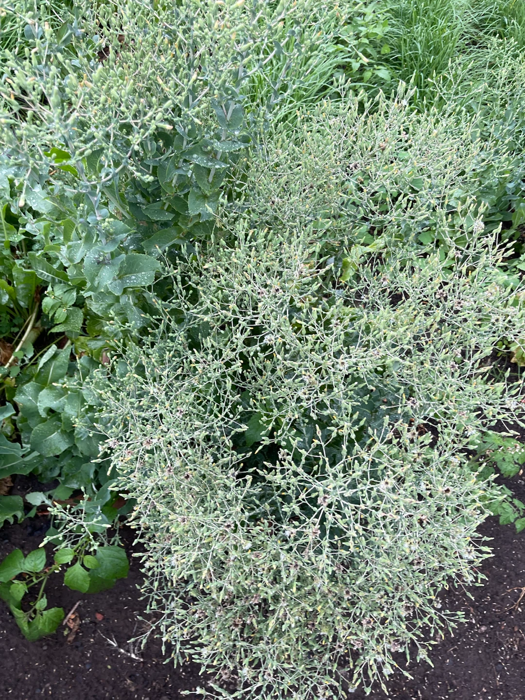 Lettuce plant - photo 2