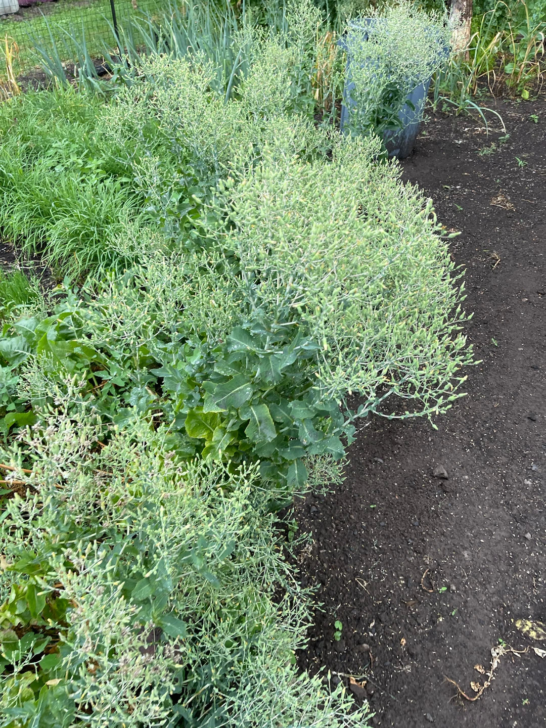 Lettuce plant - photo 3
