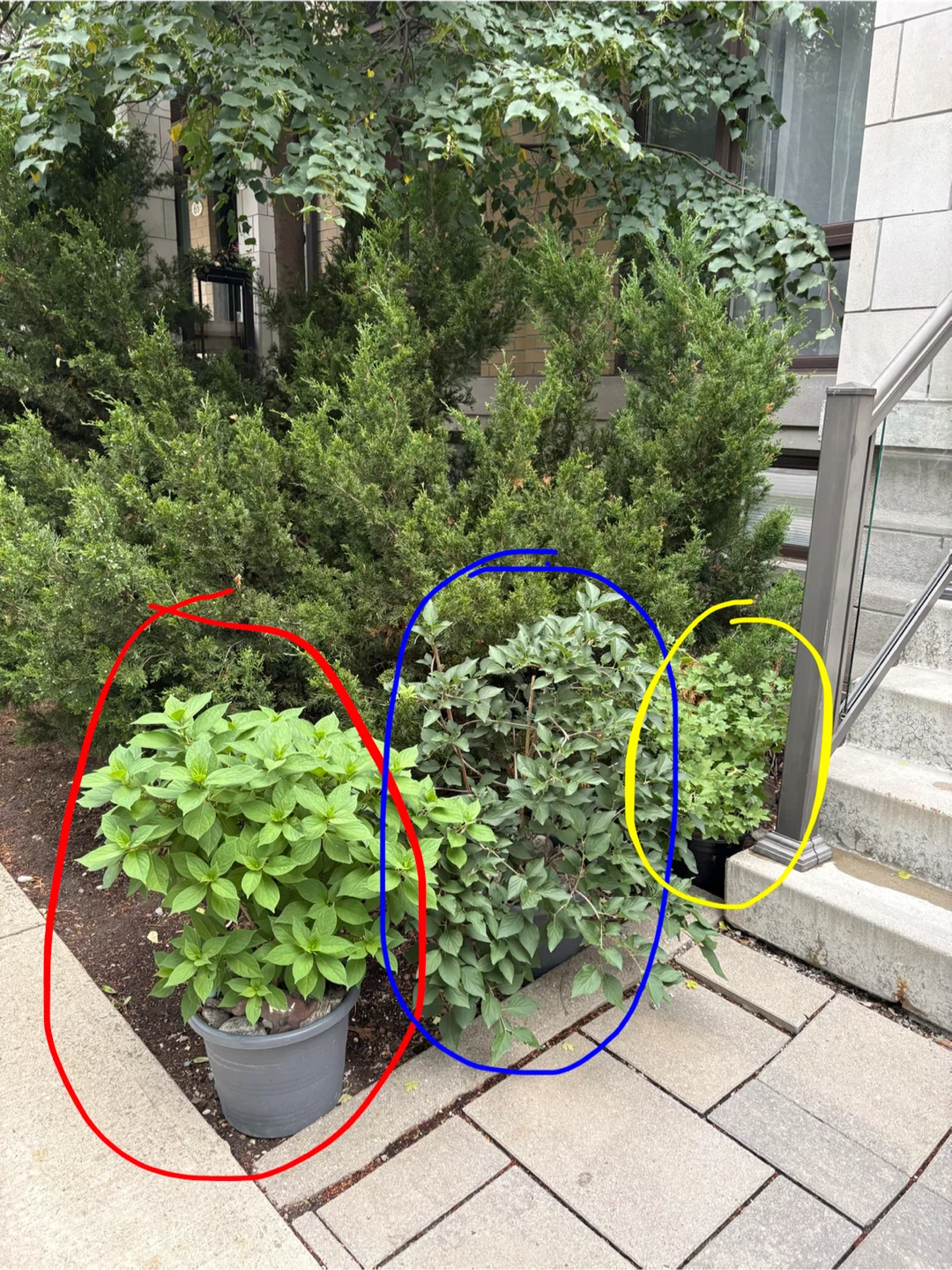 Free plants