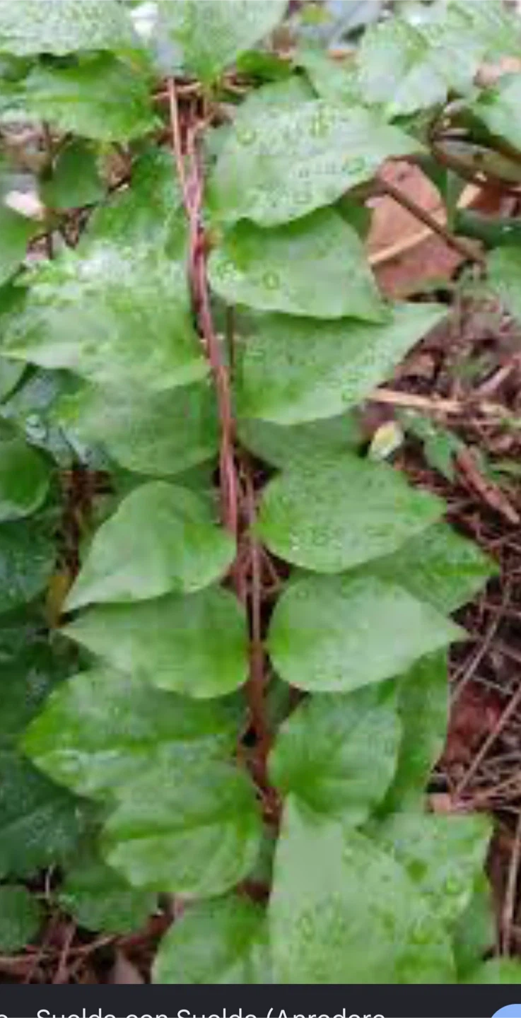 Planta medicinal      Enredadera. SUELDA CON SUELDA