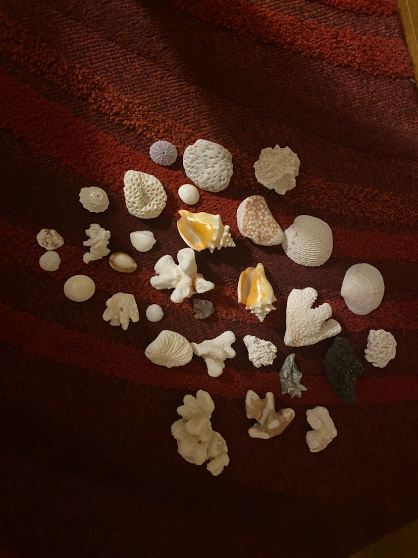Assorted Seashells and Coral Collection