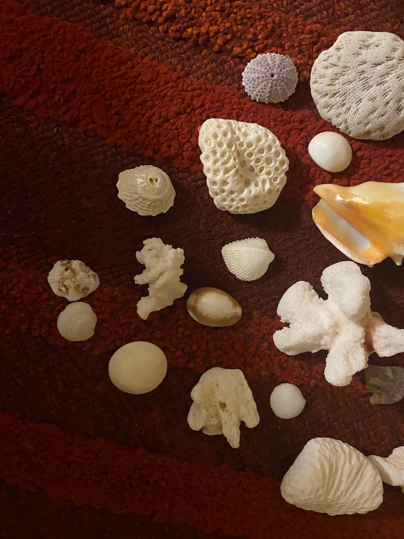 Assorted Seashells and Coral Collection - photo 2
