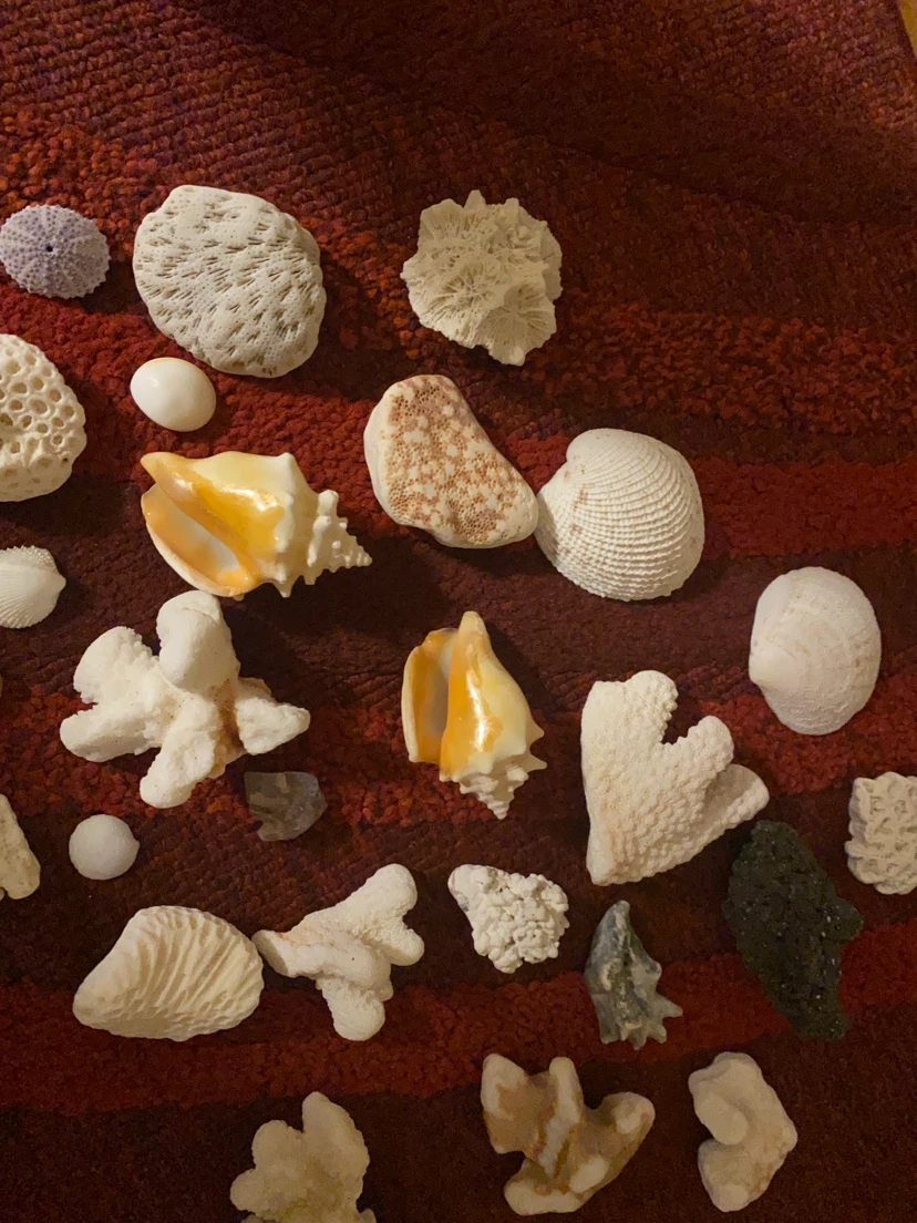 Assorted Seashells and Coral Collection - photo 3