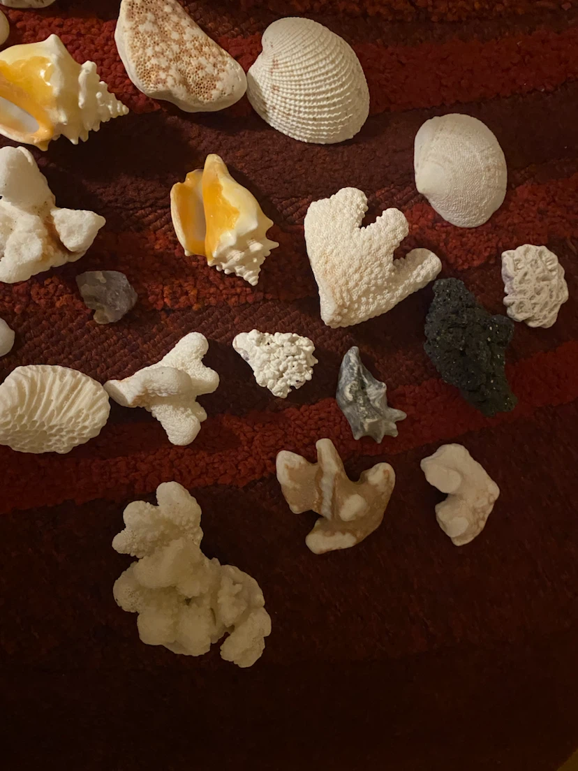Assorted Seashells and Coral Collection - photo 4