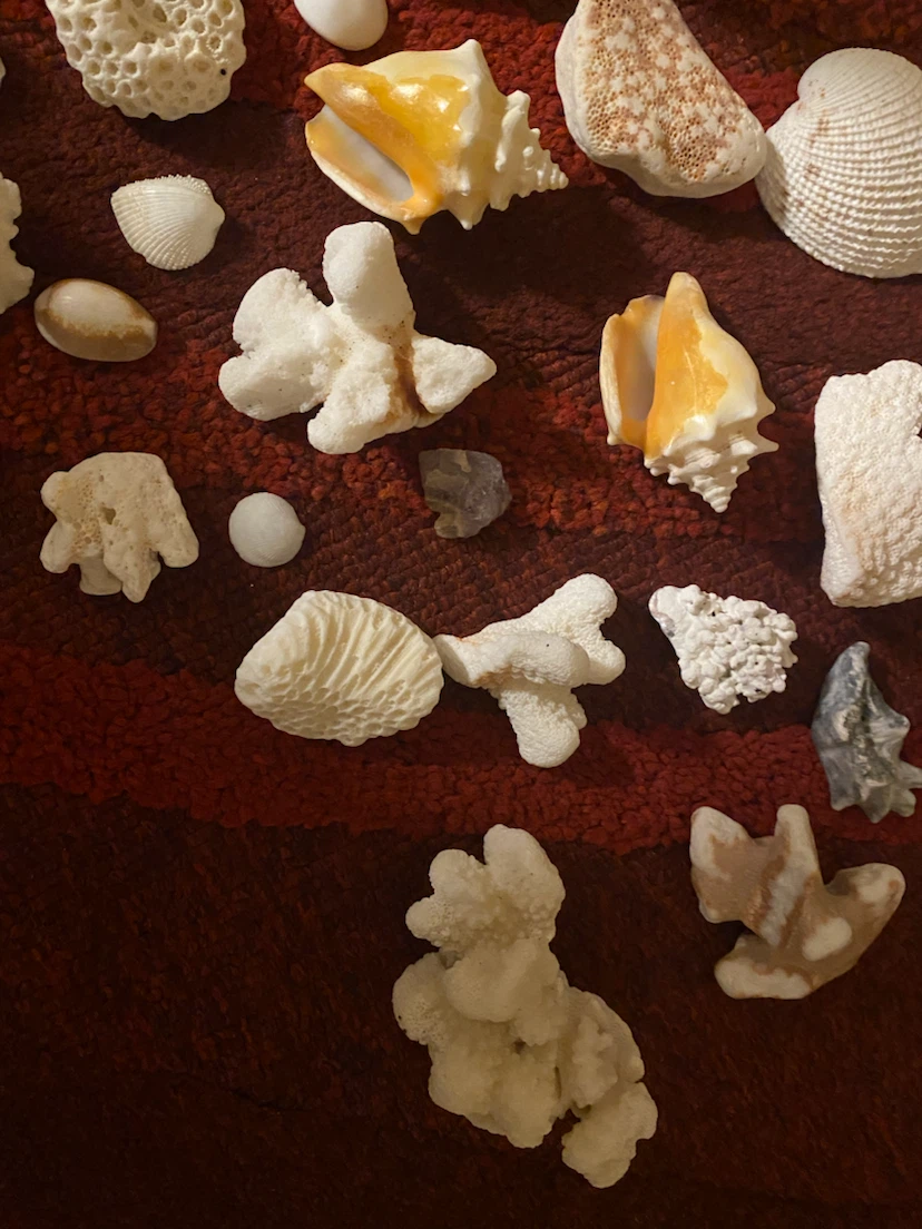 Assorted Seashells and Coral Collection - photo 5