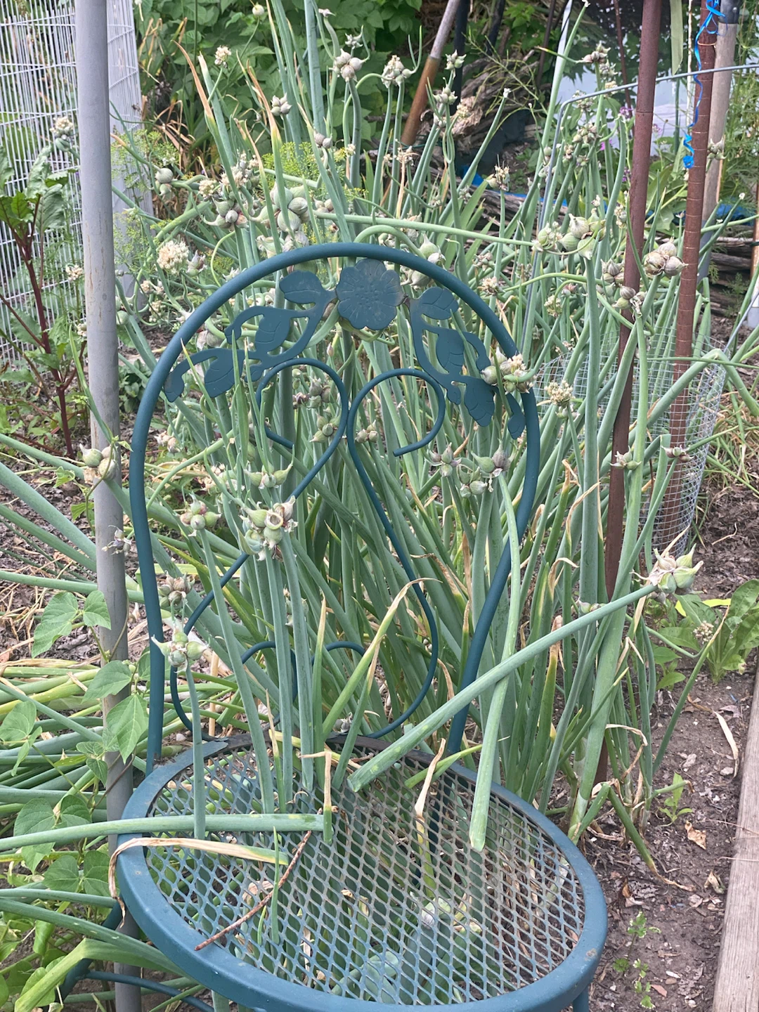 Egyptian walking onion