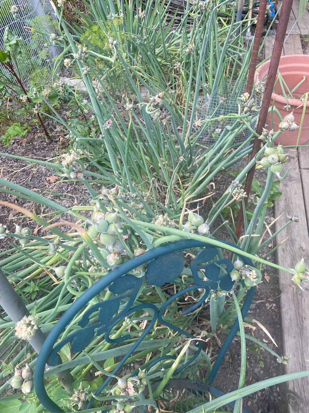 Egyptian walking onion - photo 3