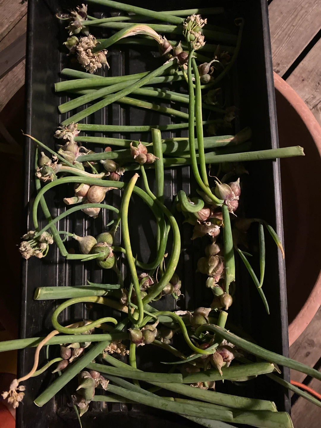 Egyptian walking onion - photo 4