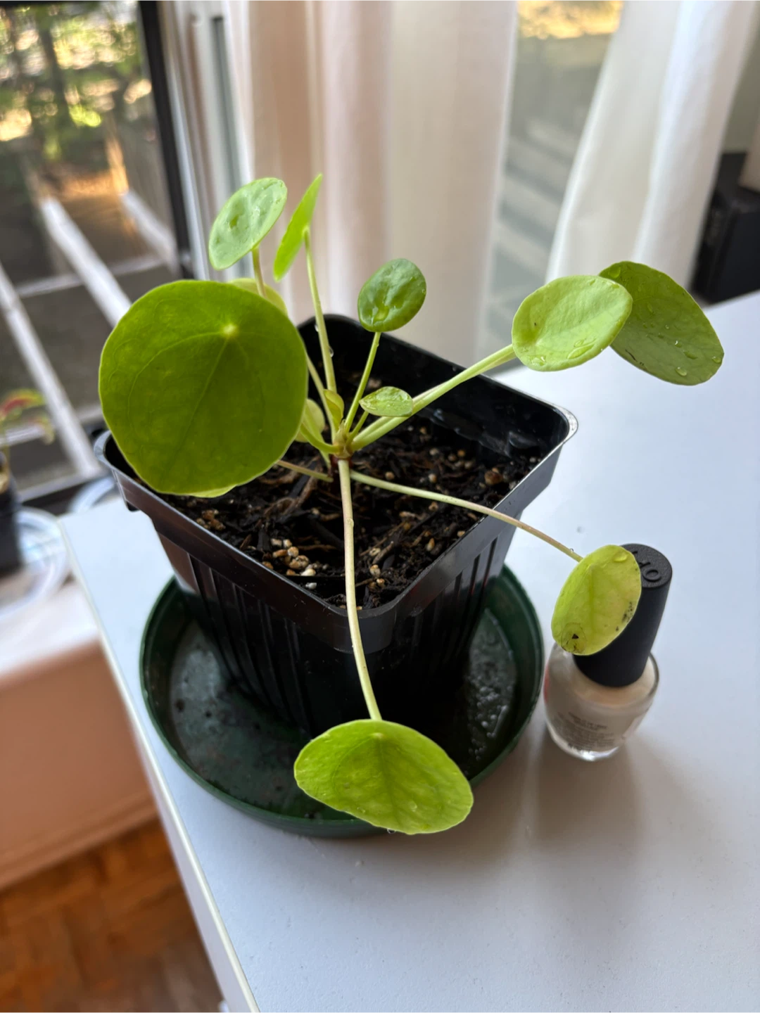 Pilea Plant I planted in new soil in July