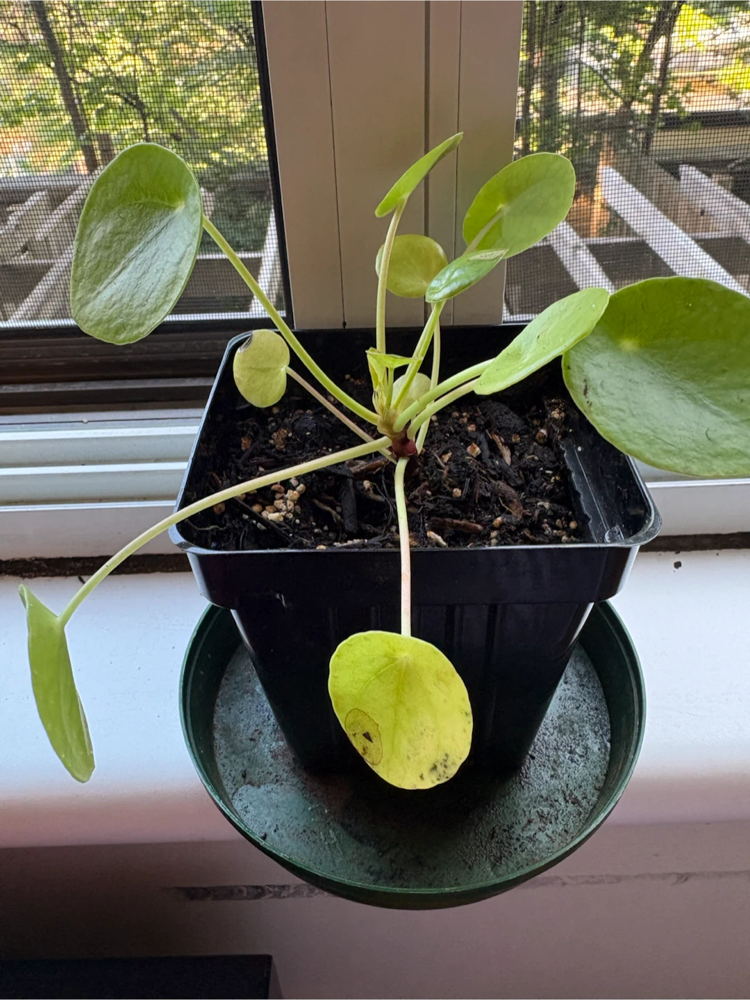 Pilea Plant I planted in new soil in July - photo 2
