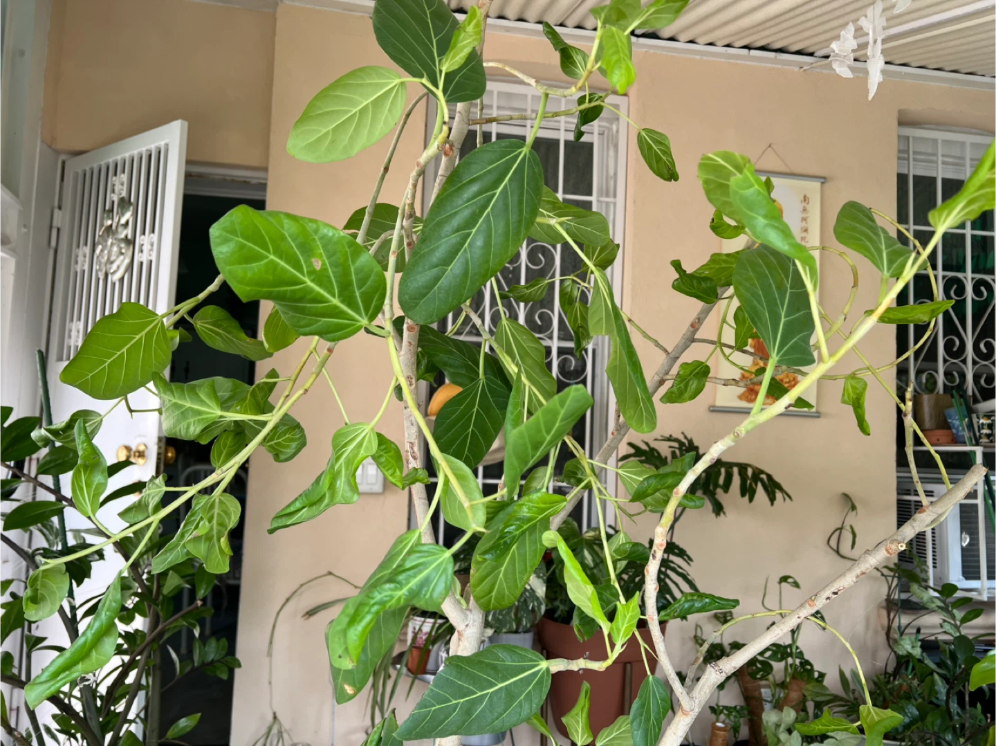 Healthy thriving ficus Audrey plant comes with 13” pot
