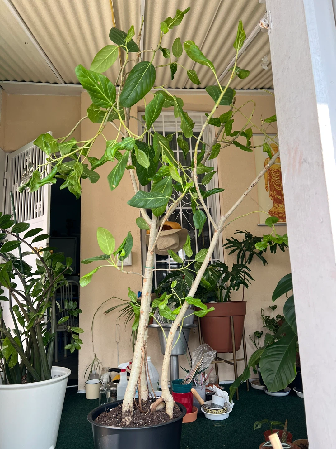Healthy thriving ficus Audrey plant comes with 13” pot - photo 2
