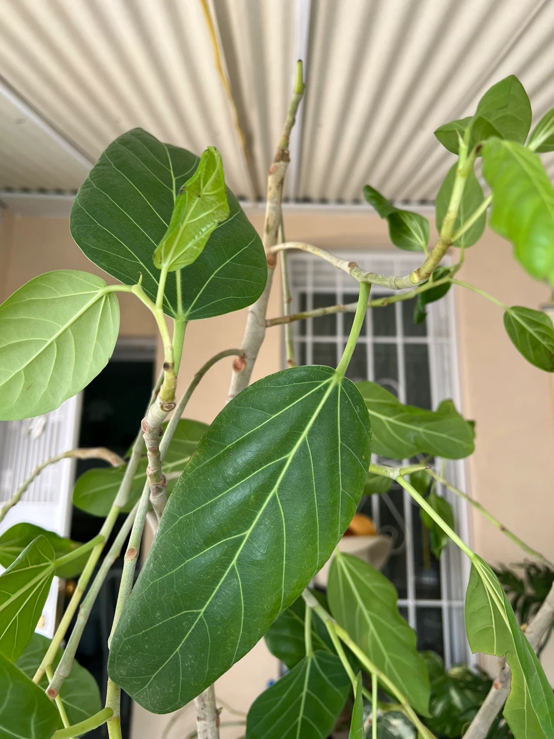 Healthy thriving ficus Audrey plant comes with 13” pot - photo 3
