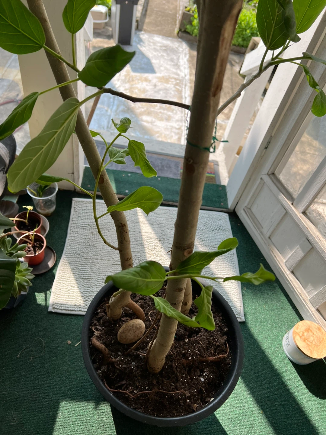 Healthy thriving ficus Audrey plant comes with 13” pot - photo 4