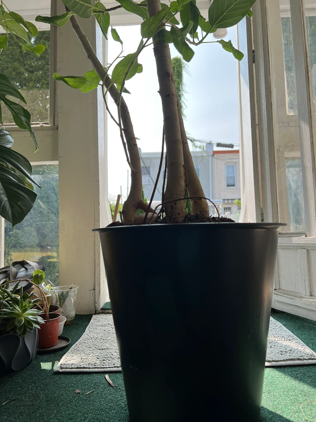 Healthy thriving ficus Audrey plant comes with 13” pot - photo 5