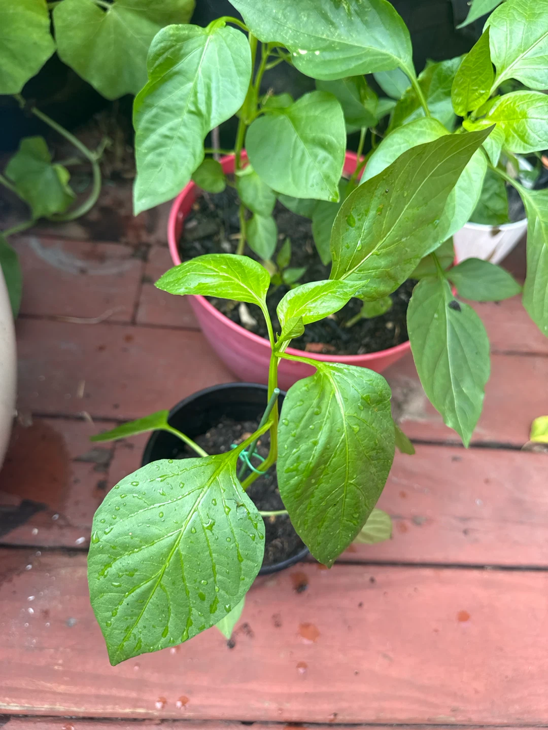 Healthy Bell Pepper Plant