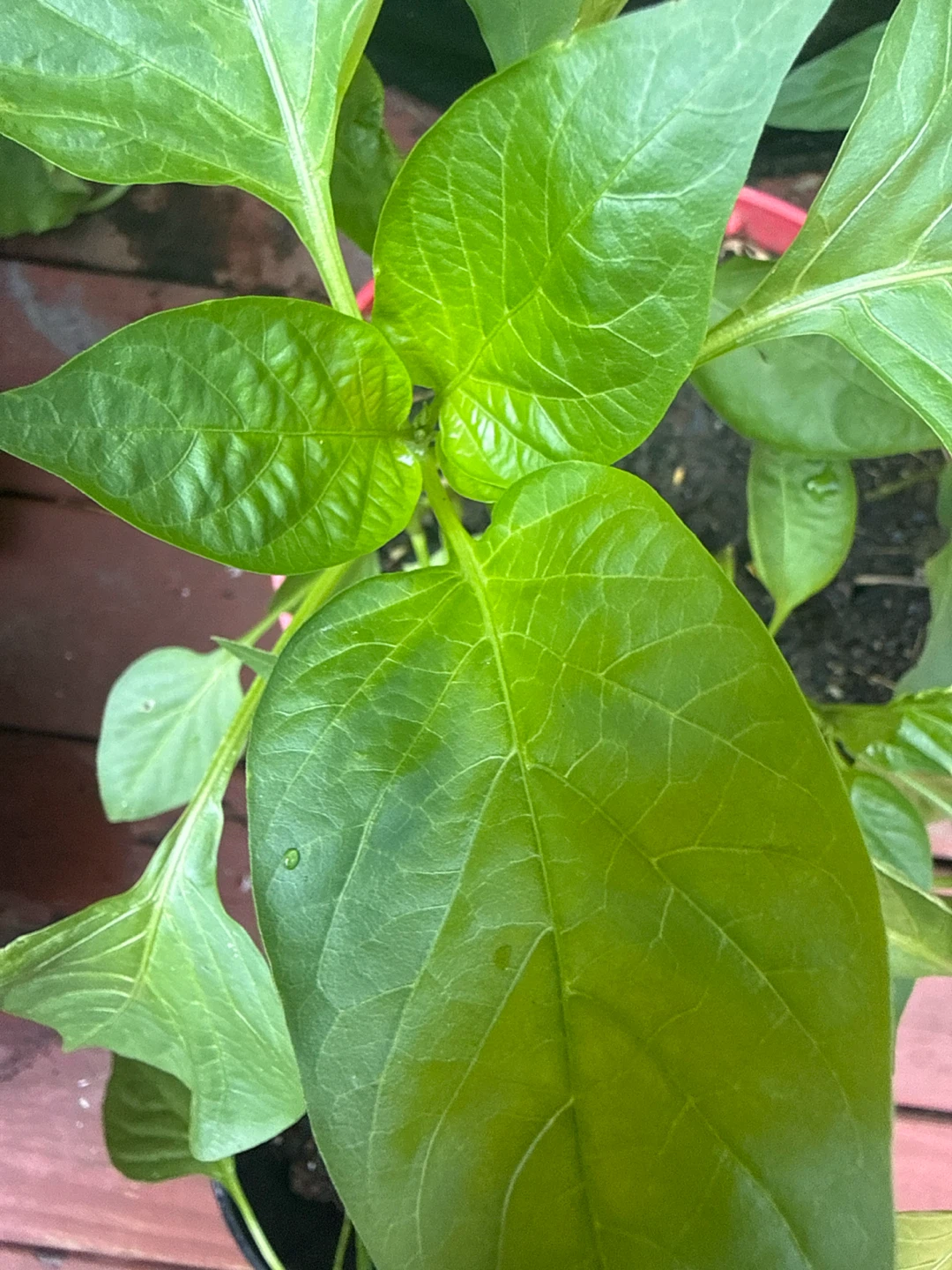 Healthy Bell Pepper Plant - photo 2
