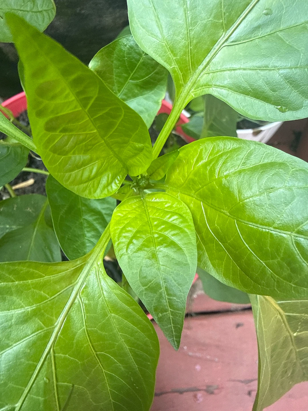 Healthy Bell Pepper Plant - photo 3