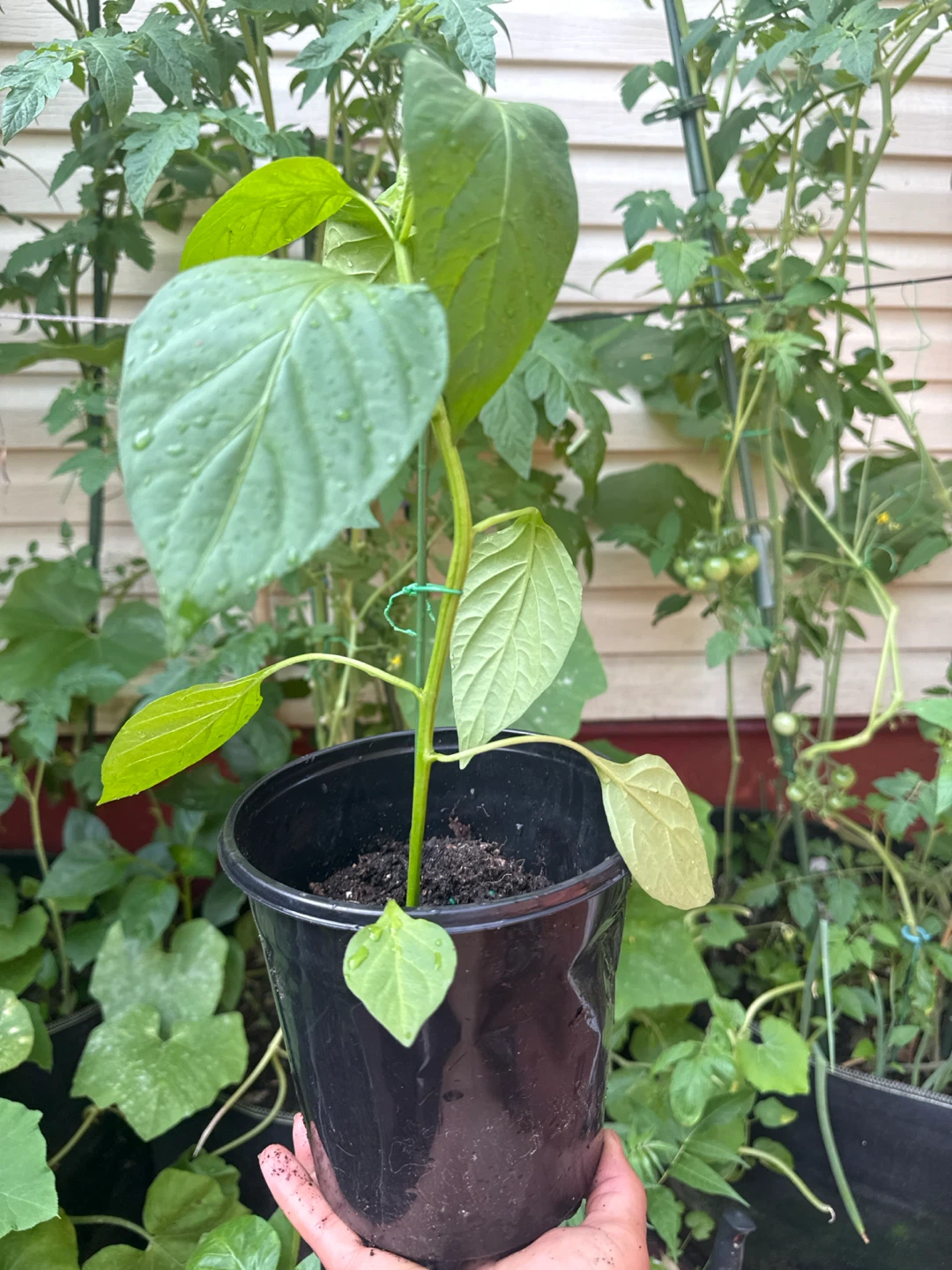 Healthy Bell Pepper Plant - photo 4