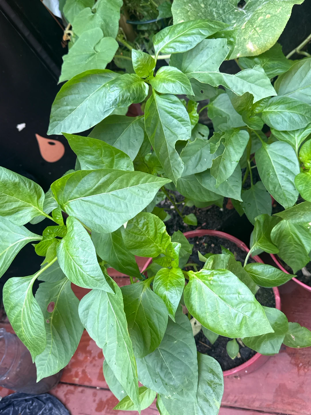 Healthy Bell Pepper Plant - photo 5