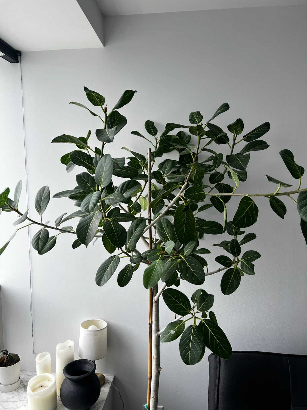 Ficus Audrey Tree (Ficus benghalensis)