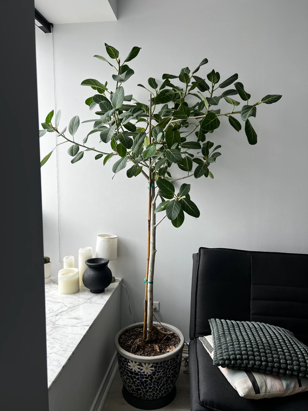Ficus Audrey Tree (Ficus benghalensis) - photo 2