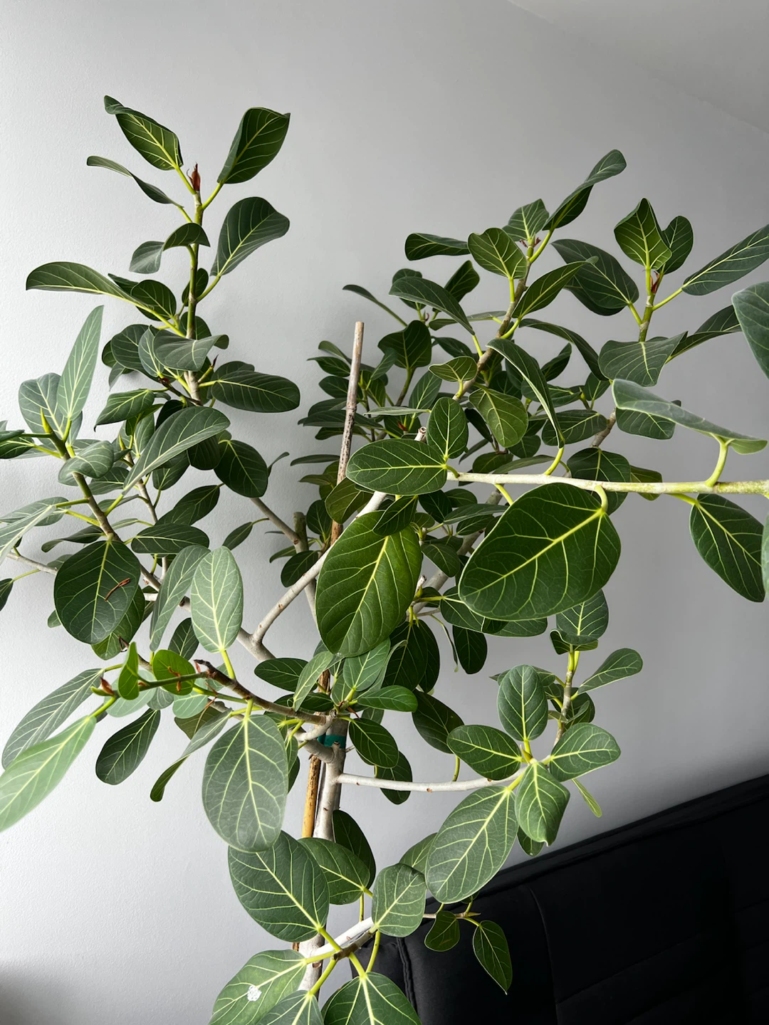 Ficus Audrey Tree (Ficus benghalensis) - photo 3