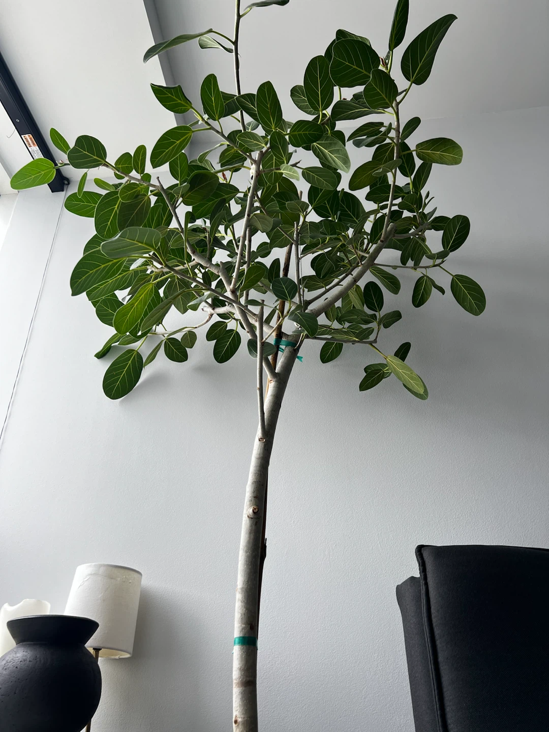 Ficus Audrey Tree (Ficus benghalensis) - photo 4