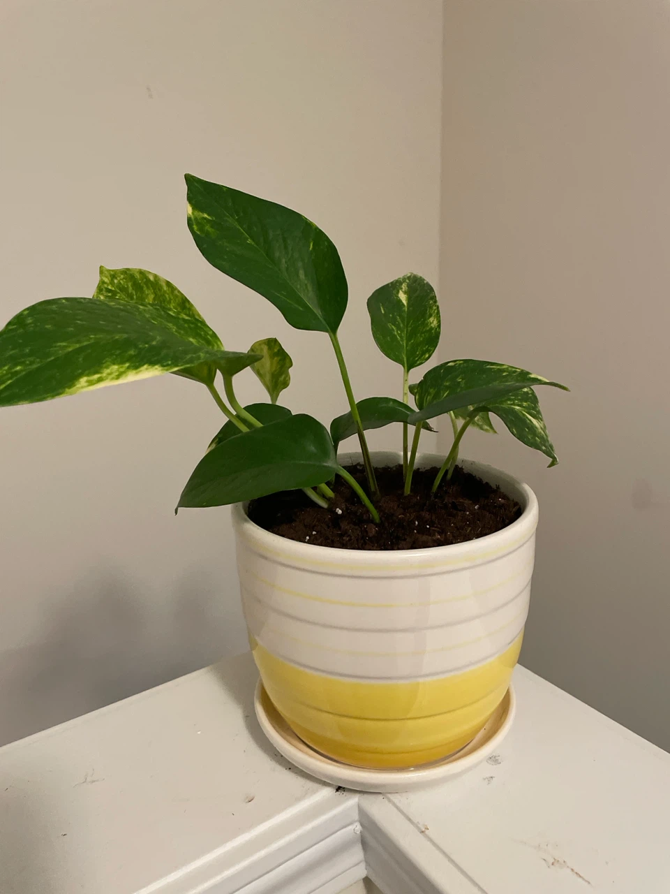 Pothos Plant in Yellow and White Pot