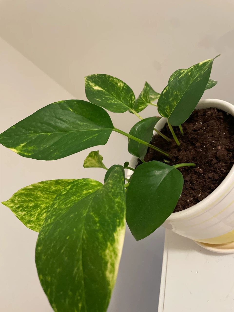 Pothos Plant in Yellow and White Pot - photo 2